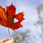 Love heart cut out of a maple leaf with a tree silhoutte and the sky in the background